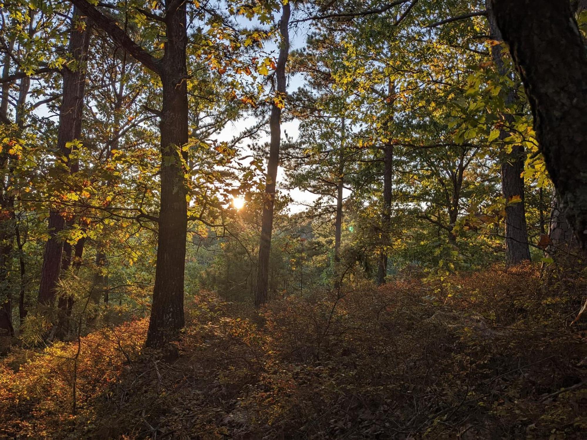 Loblolly Pines #3 Adventure Aframe Villa Eureka Springs Bagian luar foto